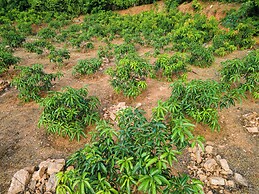Mango Tree Retreat