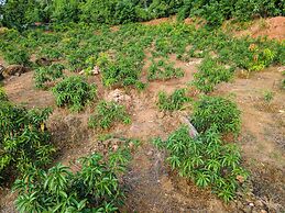 Mango Tree Retreat