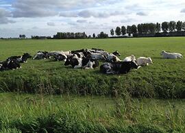 Bungalow by Water Near Rotterdam