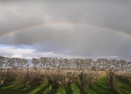 Bungalow by Water Near Rotterdam