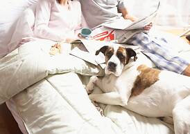 The Stella Historic Llandudno B&B