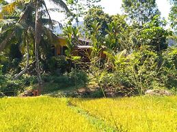 Forest & Fields Sinharaja