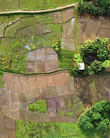 Forest & Fields Sinharaja