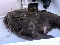 12 Person Holiday Home in Davik