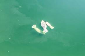 Exceptional Venetian Shores Home With Pool, Dock And Boat Lift. 4 Bedr