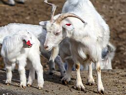 7 Person Holiday Home in Lyngdal