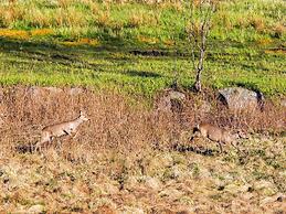 7 Person Holiday Home in Lyngdal