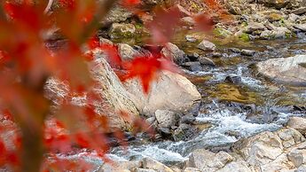 Gapeyong Fourseason Pet Glamping Caravan