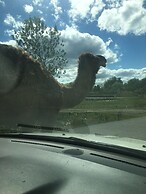 Los bambinos Hollywood