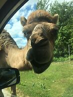 Los bambinos Hollywood