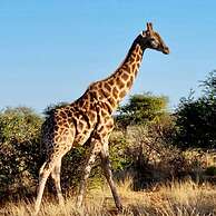 Gamagara Africa private nature reserve