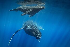 Kihei Ali'i Kai Condos with Ocean View and Parking