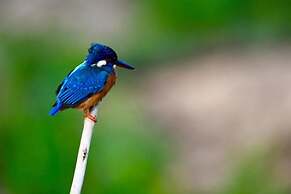 Avian Garden Udawalawe