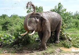 Avian Garden Udawalawe