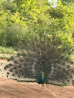 Avian Garden Udawalawe
