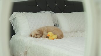 Taean Norabureo Pet Pension