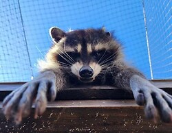 Pinetree Retreat #2499