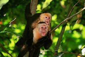 Viva Jaco Viva Jaco 04-08a