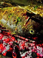 Pintadera Beach Lodge