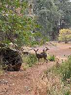 Luxury Casa Oso Retreat 2houses Hottub BBQ 43acres