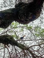 Entre Mangos y Tucanes