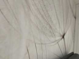 Urban Chic Suite Toledo