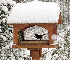 MapleRidge House: A BnB For All Seasons!