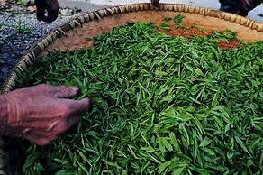 BZIKA Wonderland Retreat