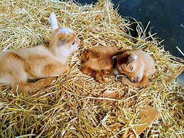 Kikala Waterfall Lodge