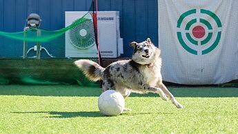 Gangneung Nineone Pet Pension