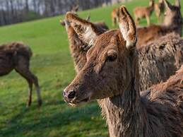 Belvilla Heiderhof in Rheinischen Westerwald