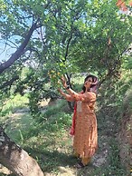 Pine pioneer the eco resort