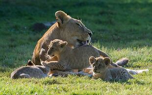 Le royaume des Lions