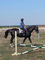 ESCUS HORSES