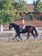 ESCUS HORSES