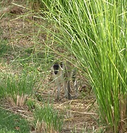 Paradise BDS - 3 B R Golf Villa at Rwml