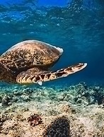 The Art Studio 12 Beachfront Apartment Barbados