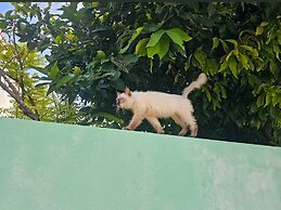 Maavaharu K.Himmafushi