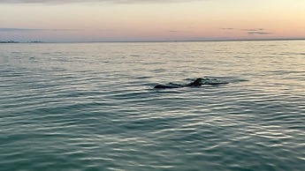 25840 Dolphin Way Of Hickory 204 2 Bedroom Condo