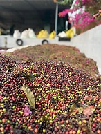 Heights Farm Stay - Coffee Estate Stay