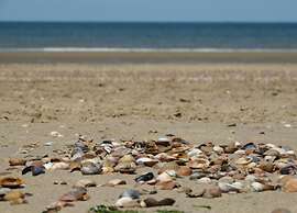 Bright Apartment Near Beach