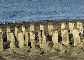 Pet-friendly Escape by the Sea