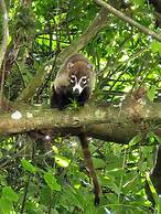 Glampling Nubes de Monteverde