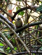 Glampling Nubes de Monteverde