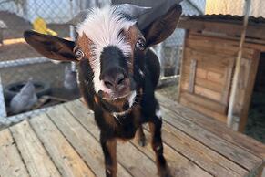 Unique Stay: Alpine 'mariposa Farmhouse' w/ Views!