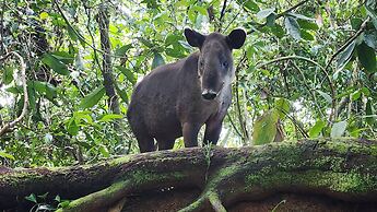 Ventanas en Corcovado