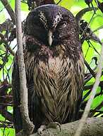 Ventanas en Corcovado
