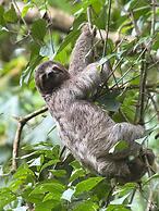 Ventanas en Corcovado