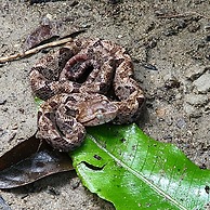 Ventanas en Corcovado
