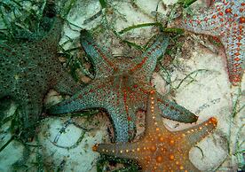 Coral Villa - Karula Sand Villas